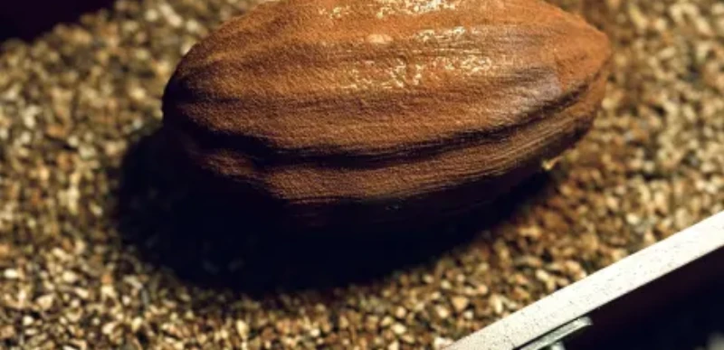 La Cabosse, création chocolat de Maïlys Dindin pour le Cercle V Valrhona