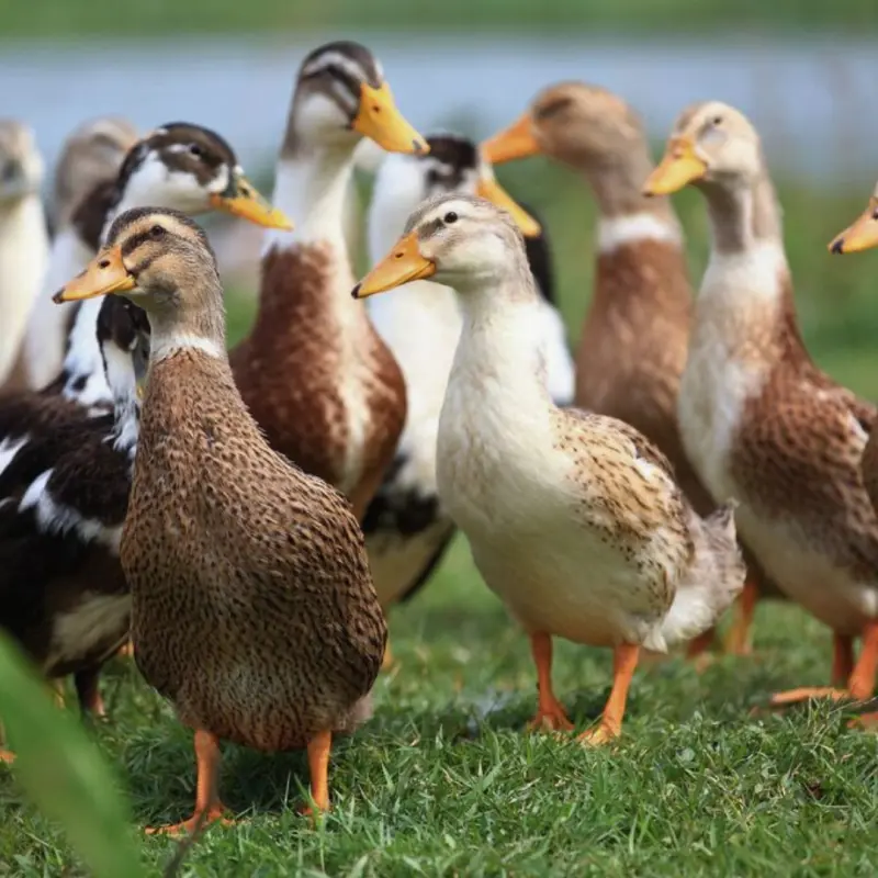 Découvrez Canard Laleu