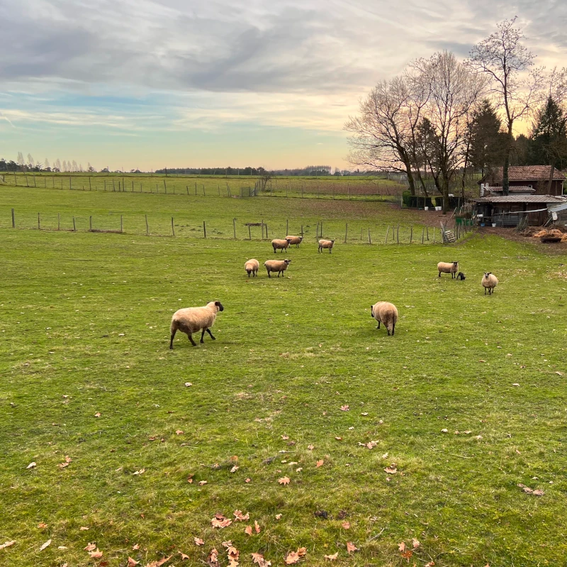 Champs de mouton à Cercoux