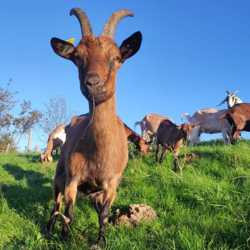 Découvrez la ferme du grand loup