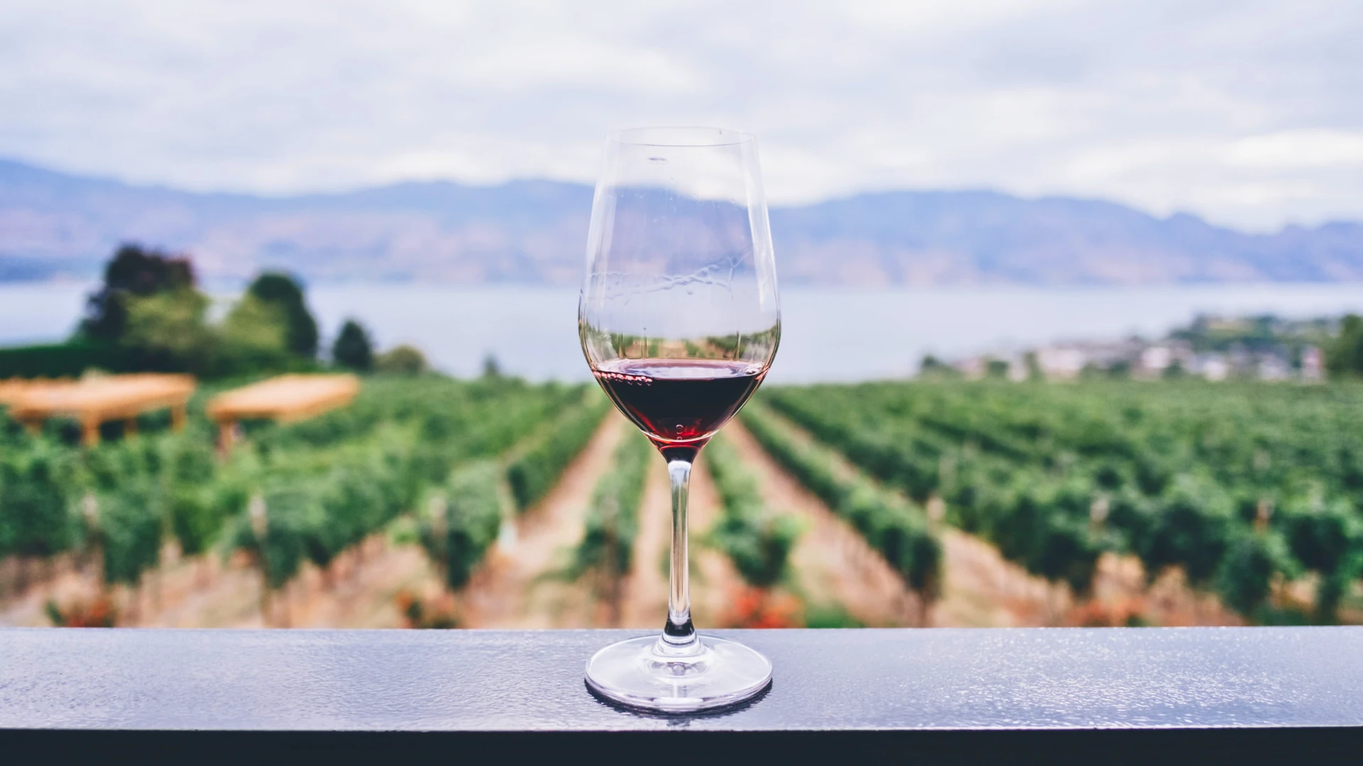 Verre de vin sur terrasse devant un vignoble