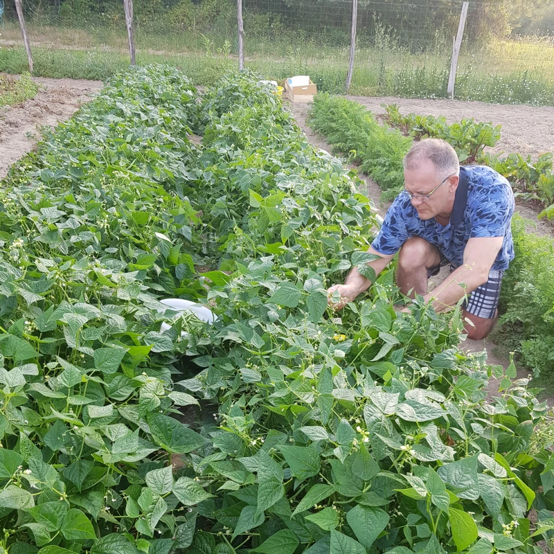 Hervé qui cueille des haricots verts dans des champs adjacents à l'Auberge de Cercoux