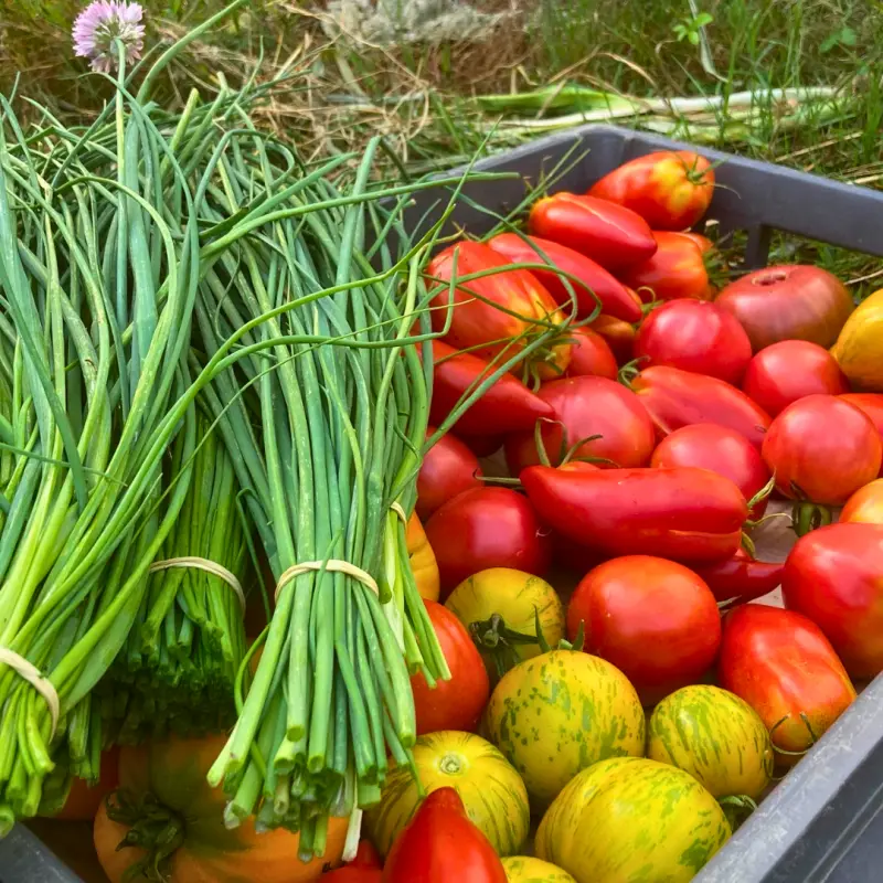 Découvrez les jardins de Piconnat