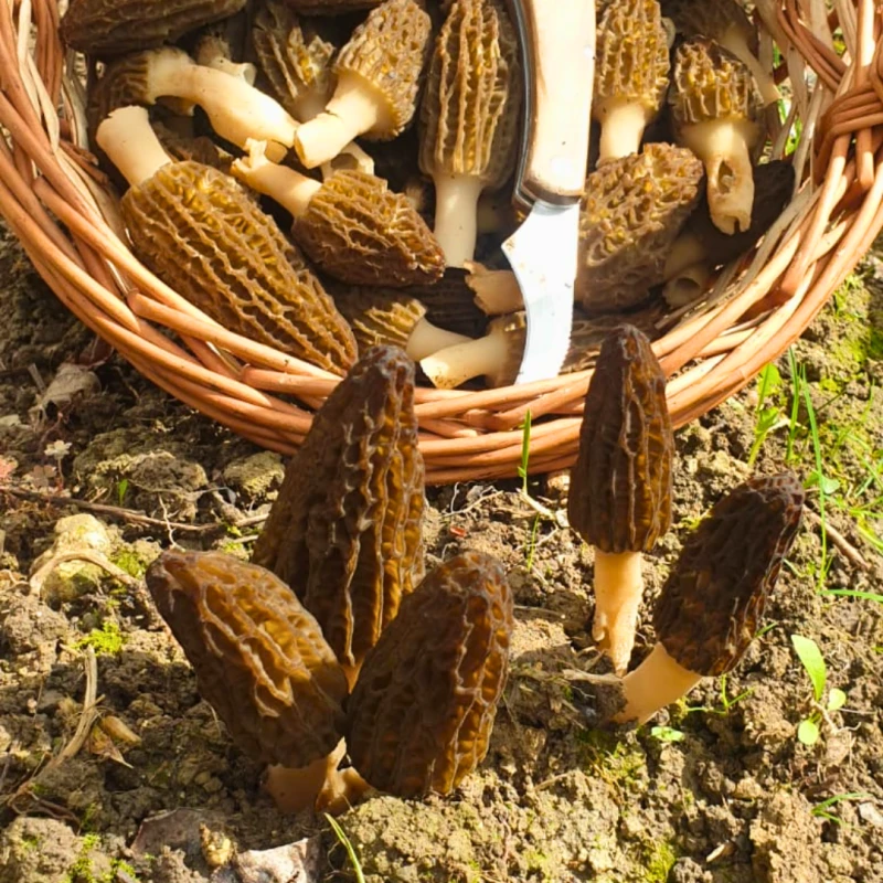 Découvrez Morilles du Sud-Ouest